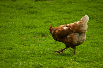 chicken on the farm
