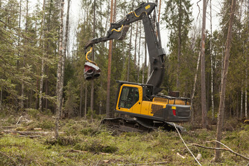 Industrial harvester cutting wood in a pine forest