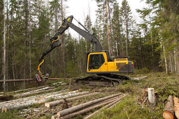 Industrial harvester cutting wood in a pine forest