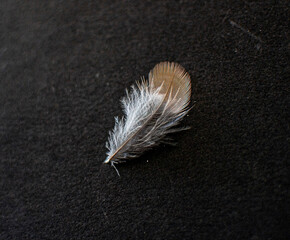 Grosbeak feather