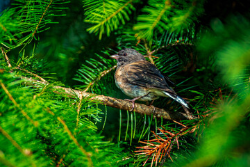 Grasshopper Sparrow in evergreen tree