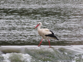stork bird feathers bill white black fishing
