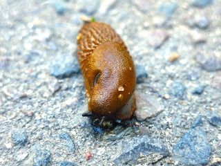 huge brown Spanish slugs Arion lusitanicus crawl in the summer in the Moscow region