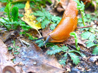 huge brown Spanish slugs Arion lusitanicus crawl in the summer in the Moscow region
