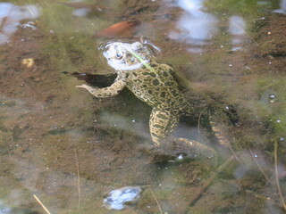 beautiful intense green frog in the water swimming waiting for the dam