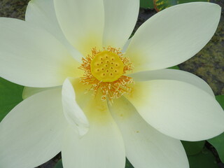 beautiful water lily flower large size intense color spectacular