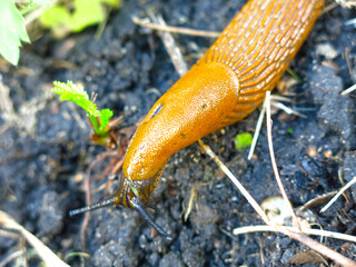 huge brown Spanish slugs Arion lusitanicus crawl in the summer in the Moscow region