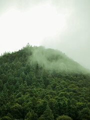 Cerro en Pachuca Hidalgo con neblina y arboles verdes como altos