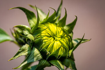 Fototapeta na wymiar Sunflower Bud Opening in the Flower Garden