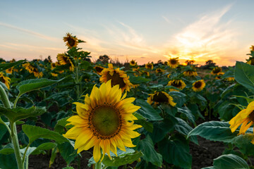 sunflowers at sunset © Krzysztof