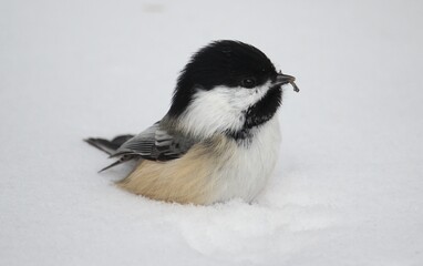 Chickadee in snow bed