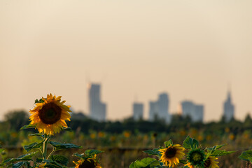 Sunflowers