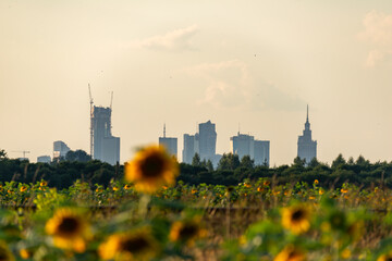 Sunflowers © Krzysztof