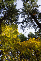 Obraz premium Pine Trees and Broadleaves with Colorful Foliage at Westmoreland Park Nature Playground in Portland, Oregon, USA