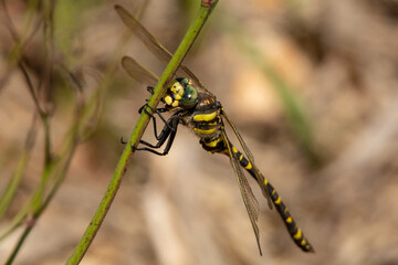 Libélula amarilla y negra