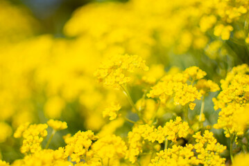 Bloom, plants, flower, nature