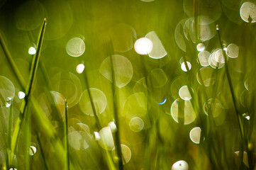 green grass with dew