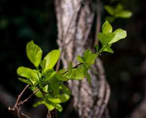 Bloom, plants, flower, nature