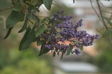 um ramo com belas flores roxas 