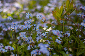 Bloom, plants, flower, nature