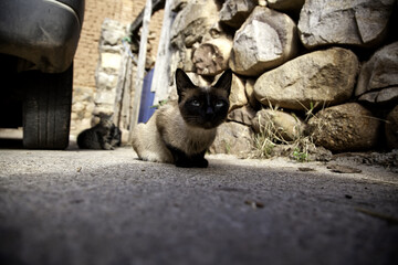 Siamese cat on street