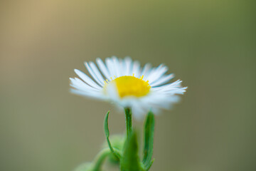 flower in macro