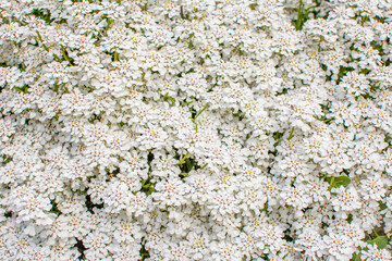Bloom, plants, flower, nature