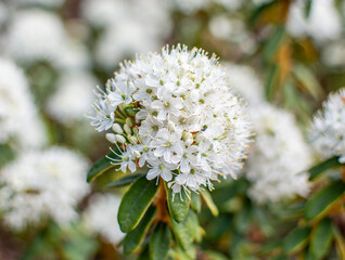Bloom, plants, flower, nature