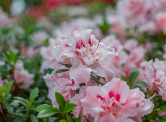 Bloom, plants, flower, nature