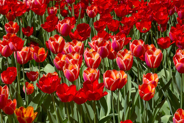 tulips flower, many flowering tulips on a flower bed Can be used for display or montage your production. Presentation of advertising ideas.