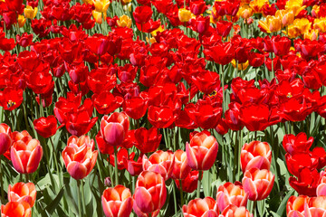 tulips flower, many flowering tulips on a flower bed Can be used for display or montage your production. Presentation of advertising ideas.
