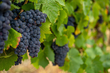 Ripe dark muscat grapes with leaves background. Soft focus background. - obrazy, fototapety, plakaty