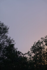 Salix Alba bei Sonnenuntergang