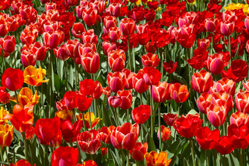 tulips flower, many flowering tulips on a flower bed Can be used for display or montage your production. Presentation of advertising ideas.
