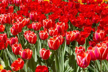 tulips flower, many flowering tulips on a flower bed Can be used for display or montage your production. Presentation of advertising ideas.