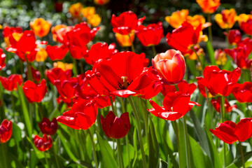 Fototapeta premium tulips flower, many flowering tulips on a flower bed Can be used for display or montage your production. Presentation of advertising ideas.