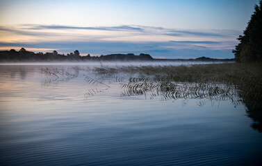 fog on the lake through green reeds at sunrise