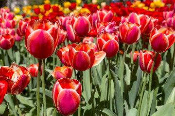 tulips flower, many flowering tulips on a flower bed Can be used for display or montage your production. Presentation of advertising ideas.