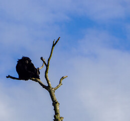 singe siamang