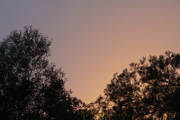 Weiden Laub Blätter und Natur bei Sonnenuntergang