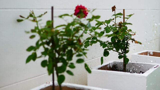 Water the roses in the white pot