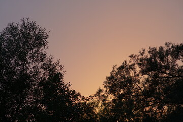 Fototapeta na wymiar Salix Alba bei Untergang der Sonnen im Spätsommer