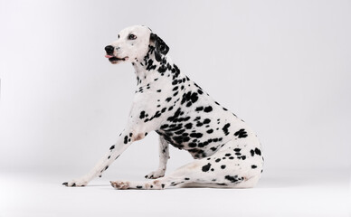 Dalmatian dog sitting on isolated side with white background