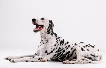 Dalmatian dog sitting and facing upwards isolated with white background