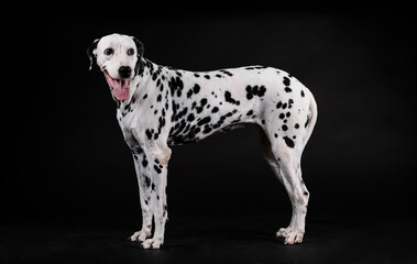 Dalmatian dog standing on a black background