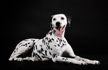 Dalmatian dog sitting facing forward isolated with black background