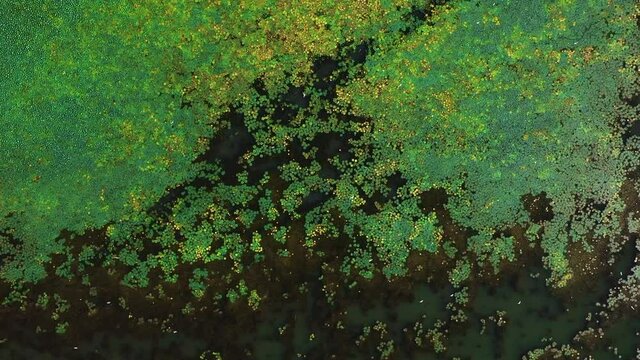 Duckweed, Lilies and birds on lake