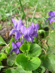 violet flowers in the forest.