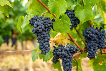 Landscape with the famous Muscat grape in a French vineyards. Black grapes ready to be harvested.