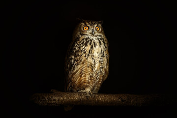 Eurasian eagle-owl (Bubo bubo)